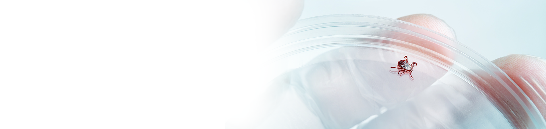 Das Zeckenlabor Fleximage (3)