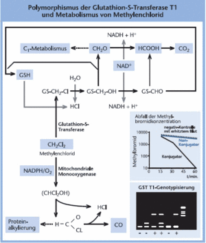 Flussdiagramm zum Polymorphismus der Glutathion-S-Transferase T1 und Methylenchloridmetabolismus mit chemischen Verbindungen, Reaktionspfeilen und zwei Diagrammen zu Methylbromidabbau und GST T1-Genotypisierung.