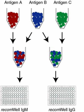 Diagramm zeigt drei Antigene (A in Rot, B in Grün, C in Blau), die in Reagenzgläsern platziert sind, mit Pfeilen, die zu zwei Platten für IgM und IgG führen.