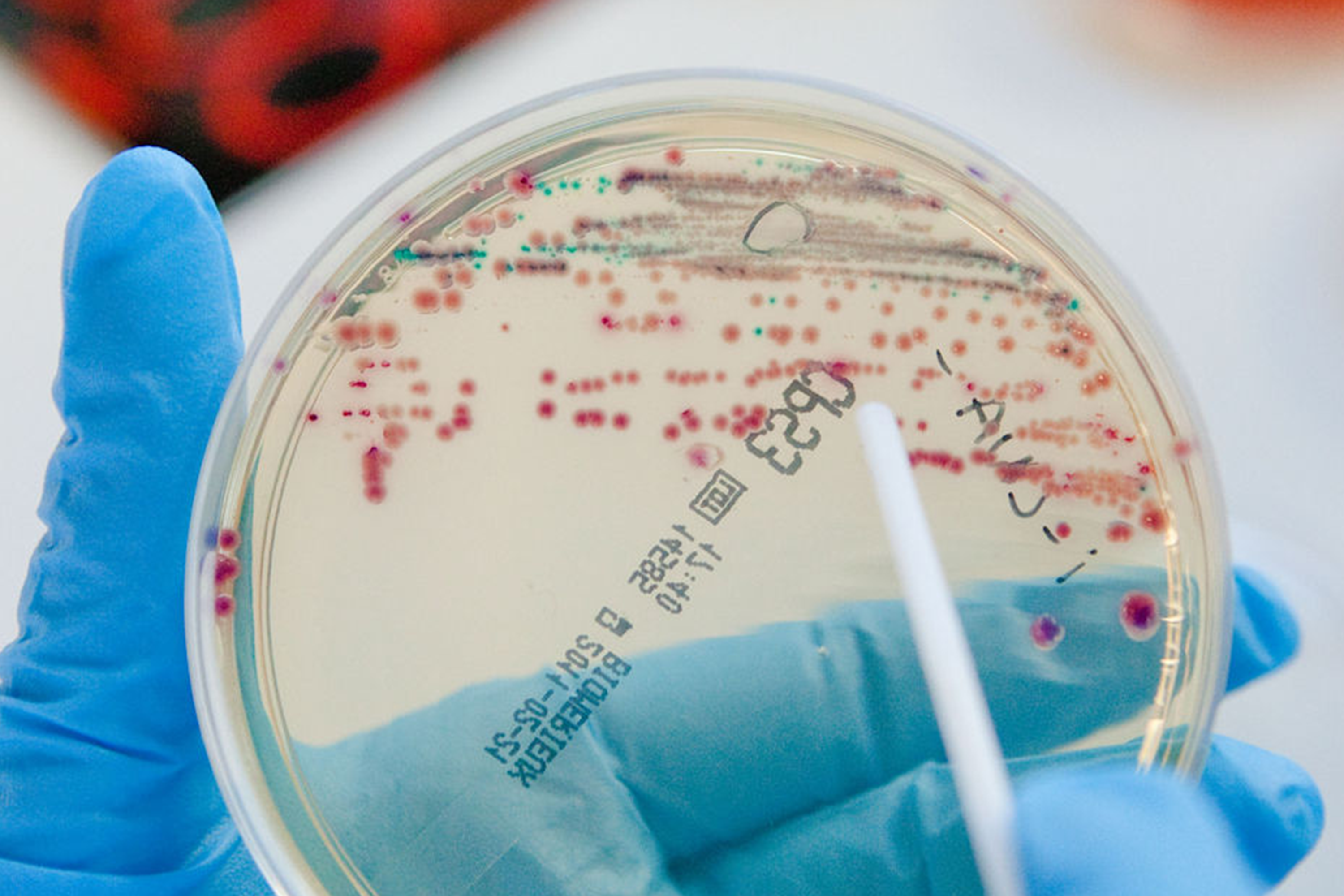 Hand mit blauer Schutzhandschuh hält Petrischale mit Bakterienkulturen zur Überprüfung der Raumluft